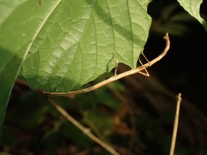 P5040485 Brown stick insect