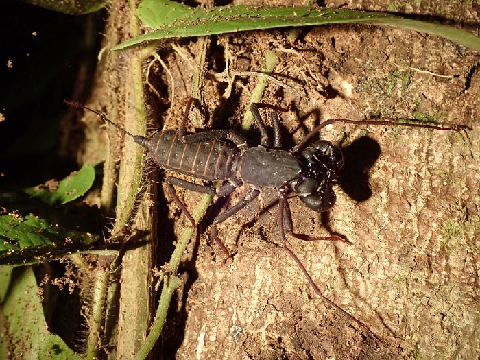 P5040493 Whip Scorpion ... the sting is in the front claws not the tail and it strays a mean stinky potent chemical.