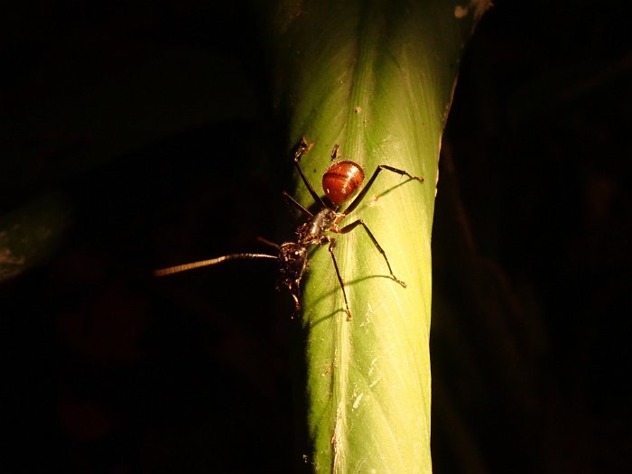 P5040498 A solitary ant ... a large ant that roams the forest floor searching for leeches