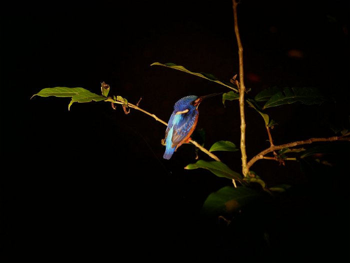 _1090562 Sleeping Blue-eared kingfisher