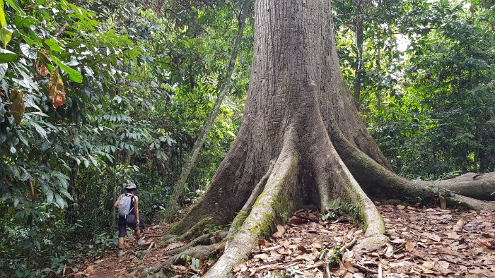 20190505_100327 The Sepilok Giant ... a 800+ year old tree