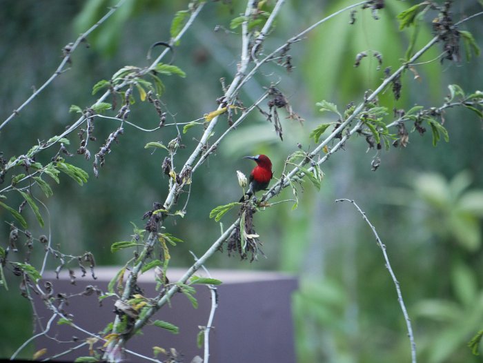 _1090557 Crimson Sunbird