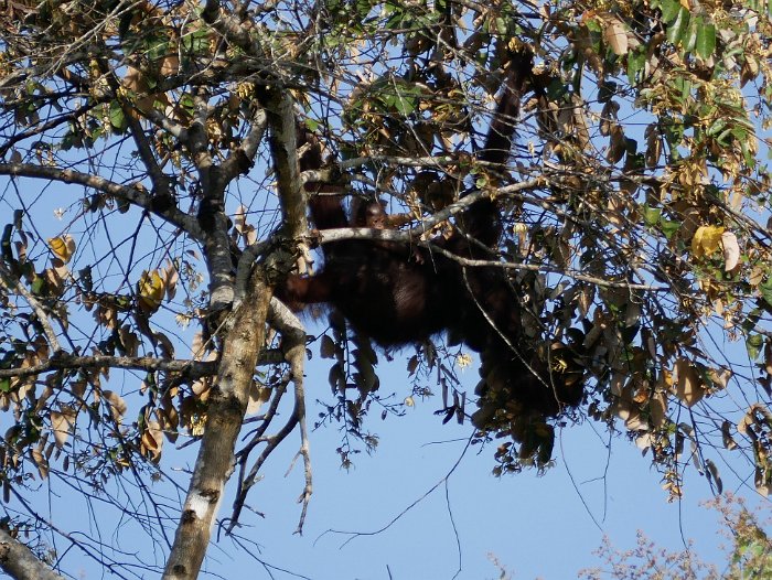_1090167 Orang-Utan Mother with Baby high up in the trees