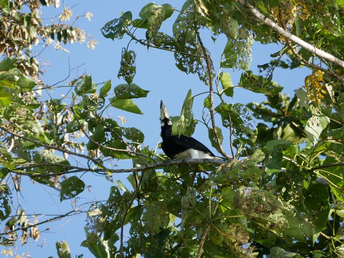 _1090175 Oriential Pied Hornbill