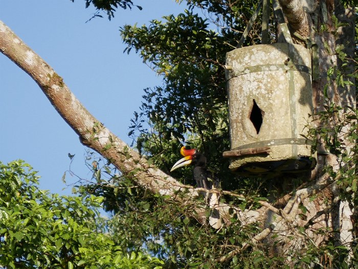 _1090180 Rhinoceros Hornbill