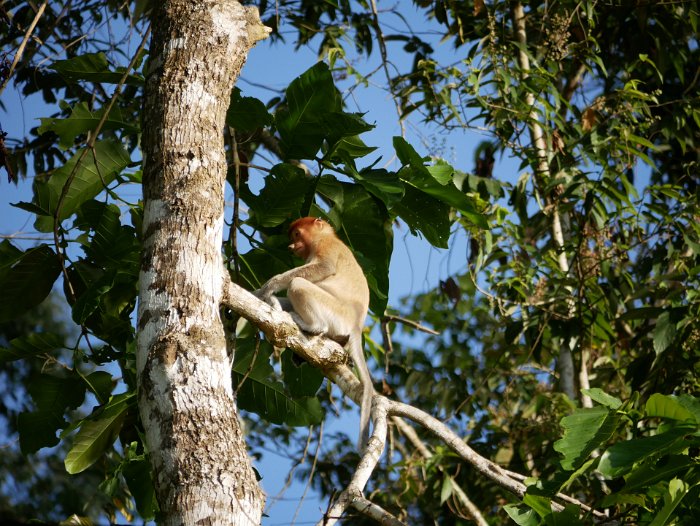 _1090188 Probocsis monkey