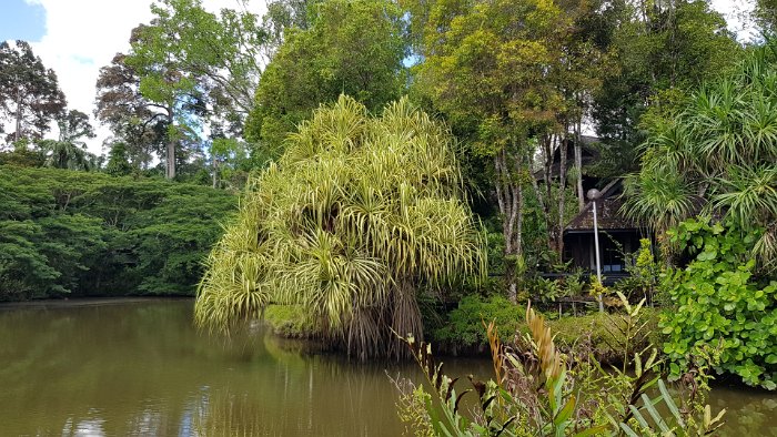 20190502_093257 Sock's fav tree