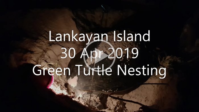 Green Turtle Nesting_Large