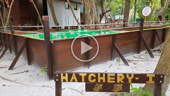 Lankayan Turtle Hatchery_Large