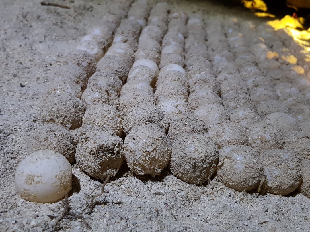 Adopt a Hawksbill Nest On the way back from dinner, there was a loud rustling sound under one of the chalets. A hawkbill turtle has just laid...
