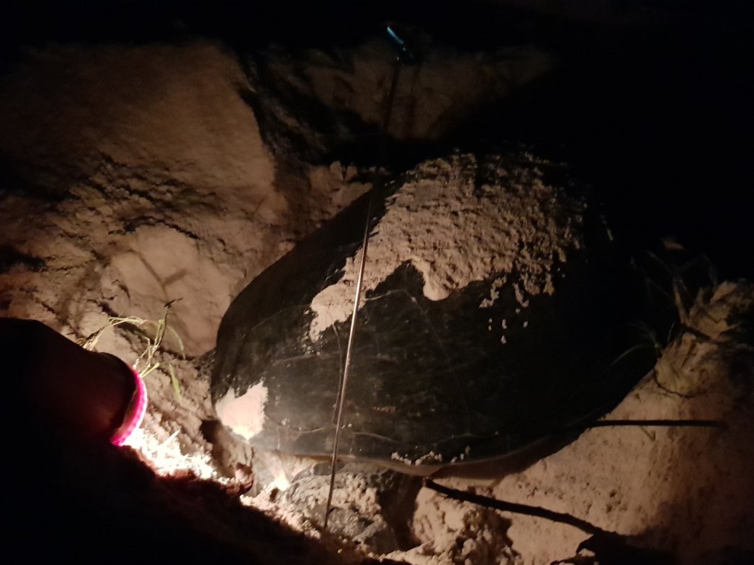 Green Turtle Nesting We spent about 2 hours to witness a green turlte laying her eggs, covered up the dug up area to bury her eggs and...