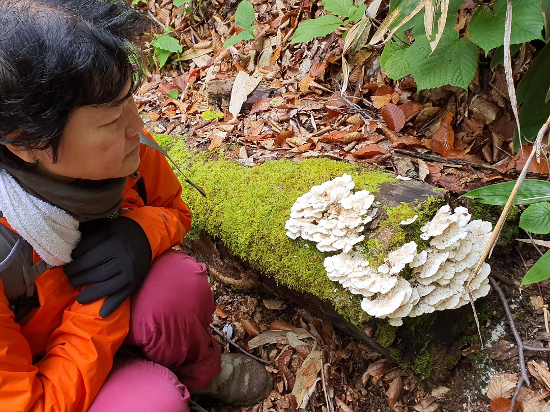 Mushrooms and Flora There are about 300 species of mushroom around Myoko area. The moss scape and mushroom has always intrigue me.