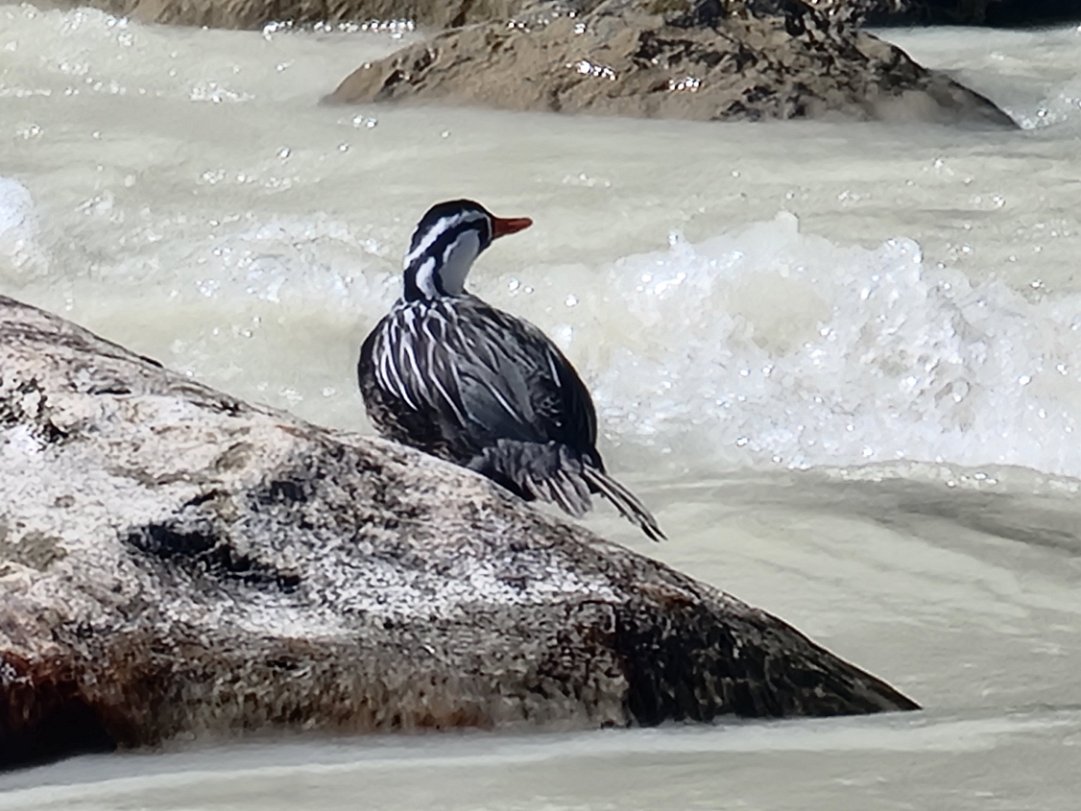 Torrent Duck Chance upon this rare male duck (Merganetta armata) which is endangered. It is such a strong swimmer and was feeding and...