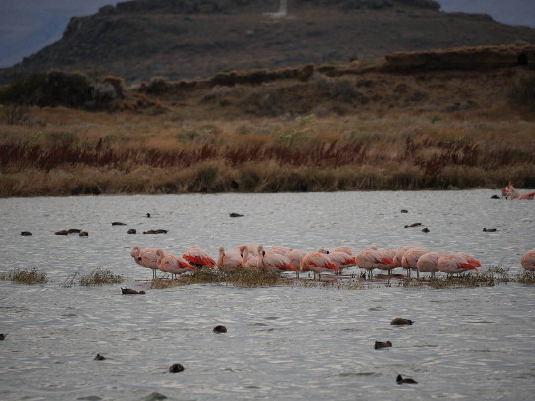 Back to El Calafate An unplanned additional day in El Calafate, flamingo spotting and an excellent dinner.