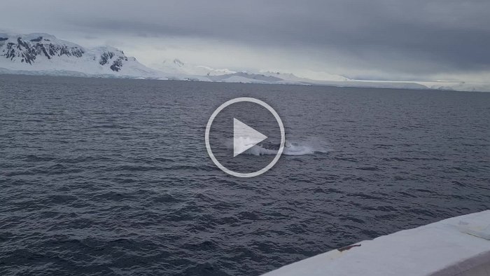 Boat Breeach Breach on Starboard Side