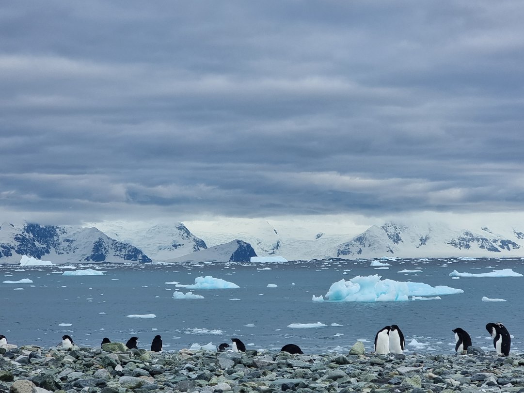 Borgain Point, Pourquoi Pas Island As the zodiac headed towards the landing point, we met our leopard seal on a sea ice. On this rocky cobble beach,...