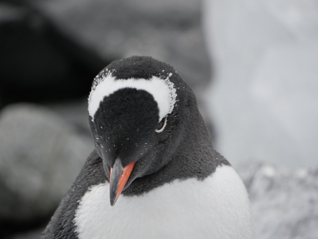Penguins