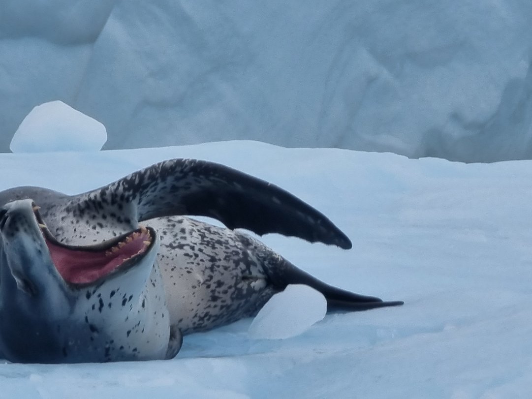 Seals Fur seal, Weddell seal, Crabeater seal are the common seals you find on floating ice. We were lucky enough to come...