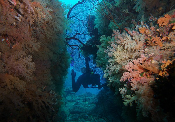 2012-10 Fiji 15D dive trip to the soft coral capital of the world. Shark dive in pacific harbour, hammerhead in Savusavu and soft...