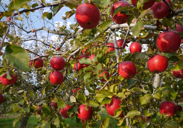 2016-11 Japan Tohoku 12 days to the North East of Japan. Home of the Aomori Apples, Cast Iron Kettles, World Heritage site of Hiraimizu 平泉...