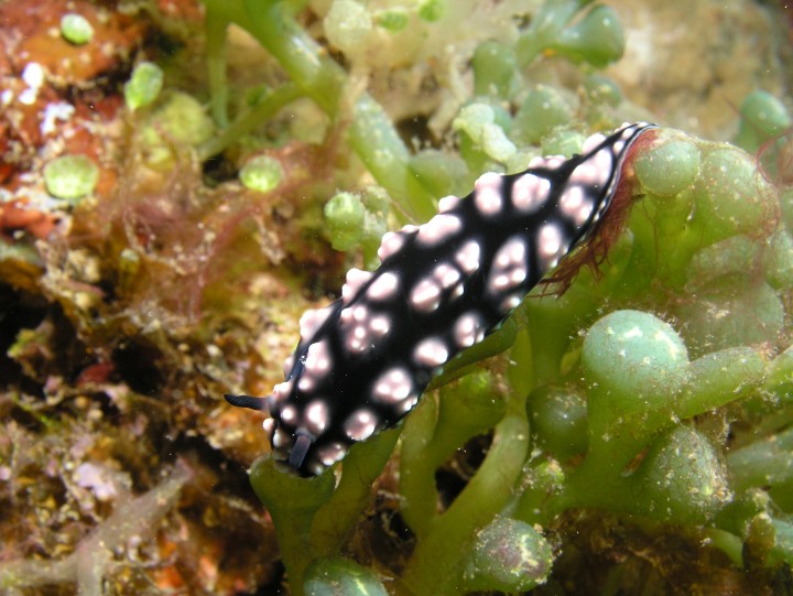NUDIBRANCH My COLLECTION of the colorful sea slugs. I keep them in the oceans all over the world.